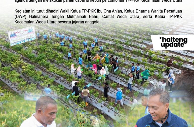 PEMDA HALTENG: BUPATI DAN WAKIL BUPATI PANEN CABAI DI KEBUN PERCONTOHAN TP-PKK WEDA UTARA