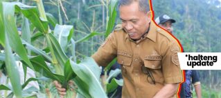 BUPATI IKRAM PANEN JAGUNG DI WEDA BERSAMA PETANI, TEGASKAN KOMITMEN MAJUKAN PERTANIAN DAN PERKUAT KETAHANAN PANGAN