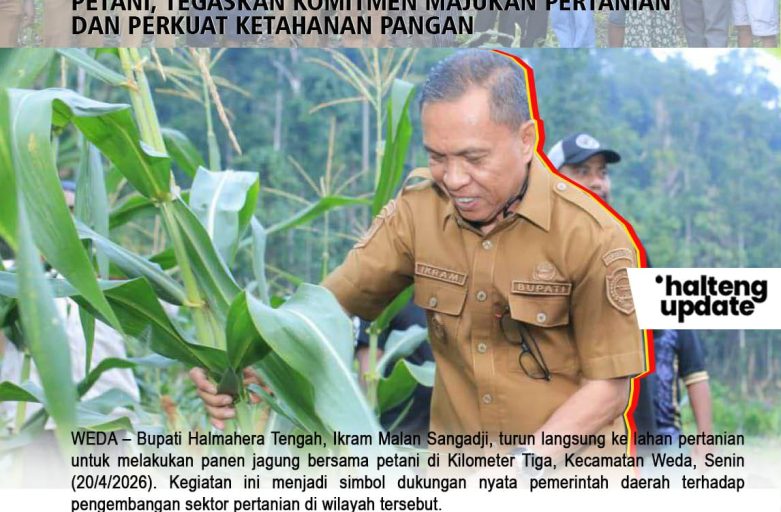 BUPATI IKRAM PANEN JAGUNG DI WEDA BERSAMA PETANI, TEGASKAN KOMITMEN MAJUKAN PERTANIAN DAN PERKUAT KETAHANAN PANGAN